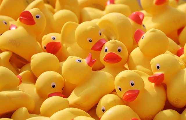 duck